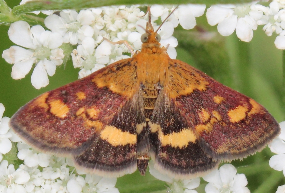 Pyrausta aurata - aranyló bíbormoly