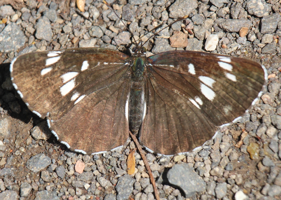 Neptis rivularis - nagy fehérsávoslepke