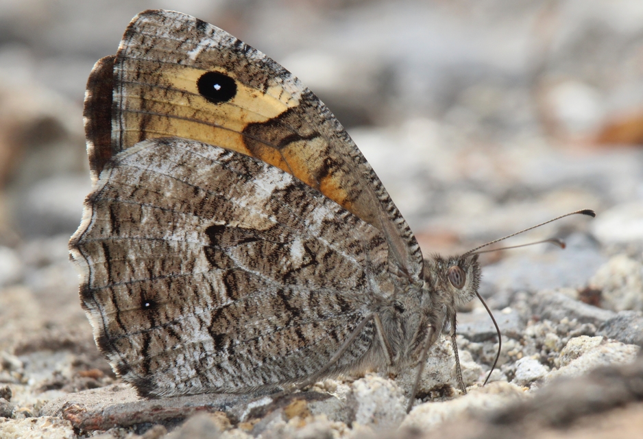 Hipparchia semele - barna szemeslepke