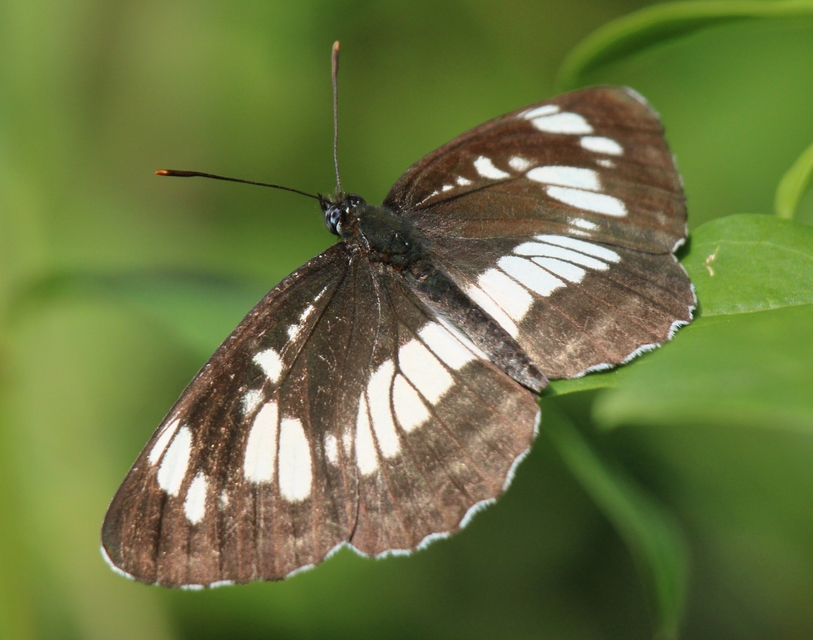 Neptis rivularis - nagy fehérsávoslepke