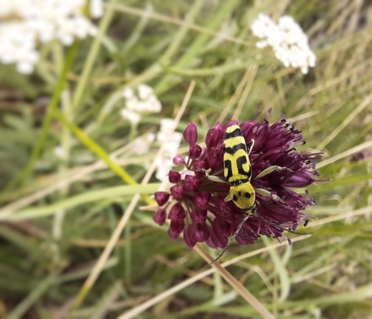 Chlorophorus varius - díszes darázscincér