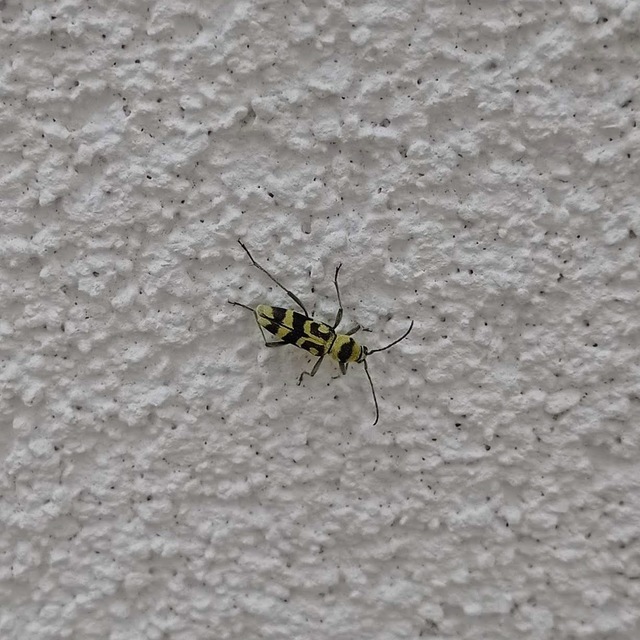 Chlorophorus varius - díszes darázscincér