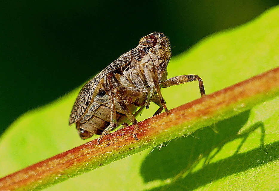 Issus coleoptratus