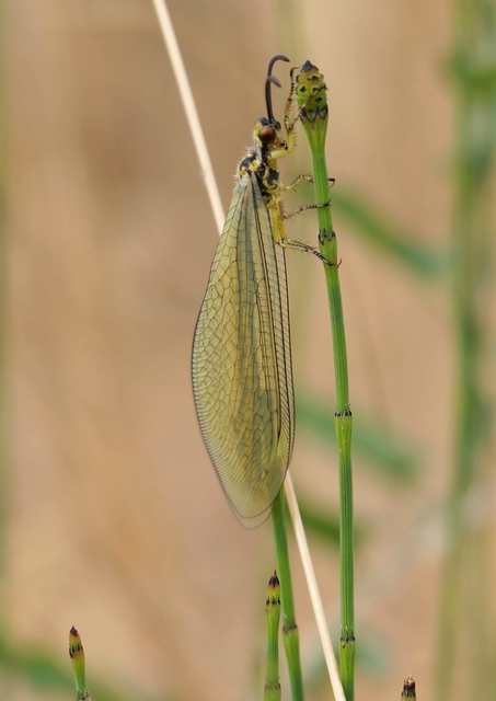 Myrmecaelurus trigrammus - hangyafarkas