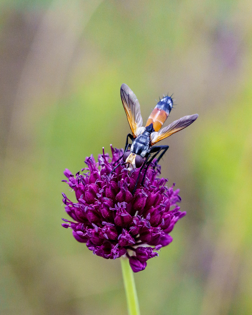 Cylindromyia