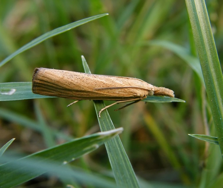 Crambinae