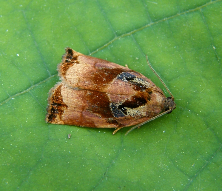 Archips podana - dudvarágó sodrómoly