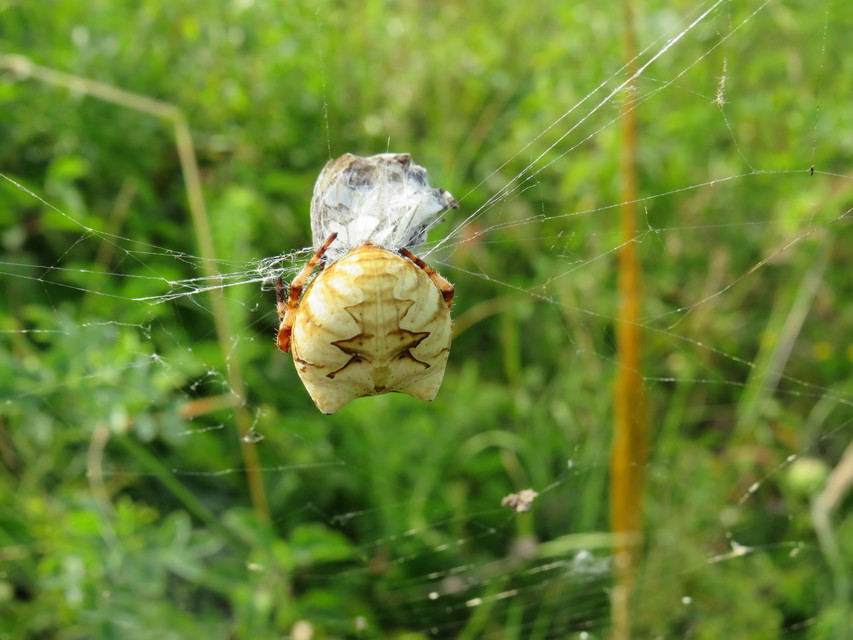 Araneus grossus - óriás keresztespók
