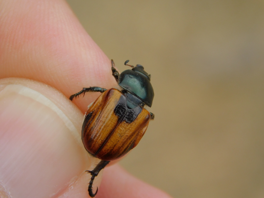 Anisoplia austriaca - osztrák szipoly