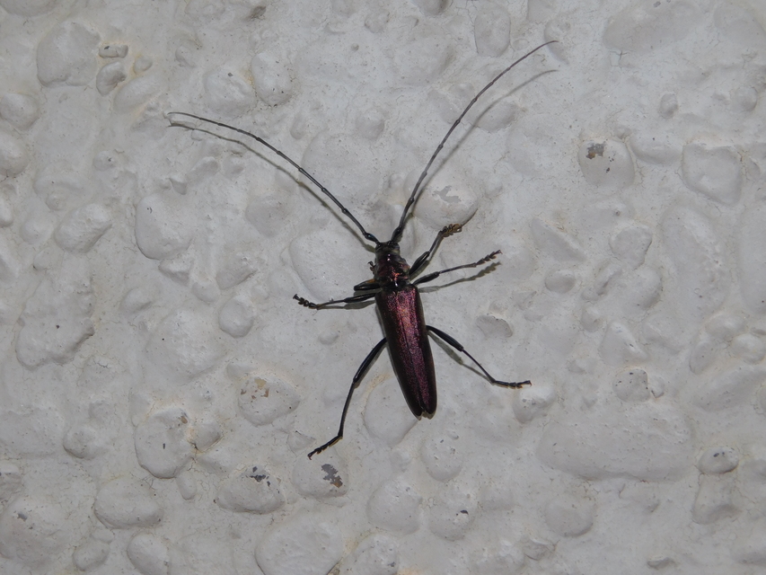 Aromia moschata - pézsmacincér