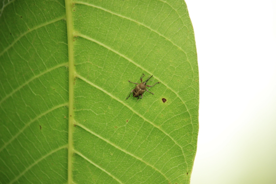 Curculio glandium - tölgymakkzsuzsóka
