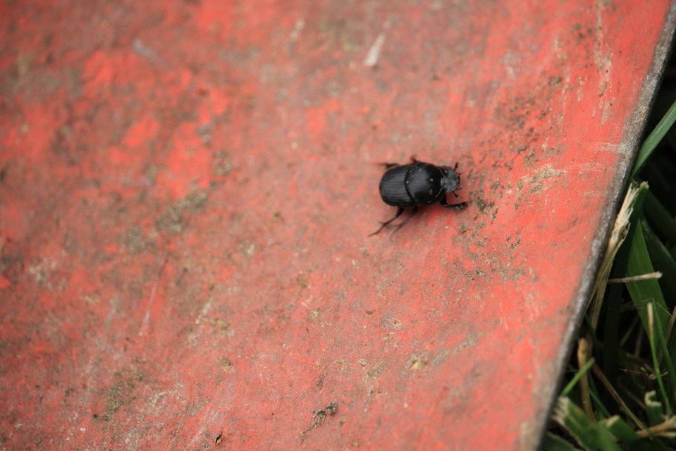 Onthophagus taurus - szarvas trágyatúró
