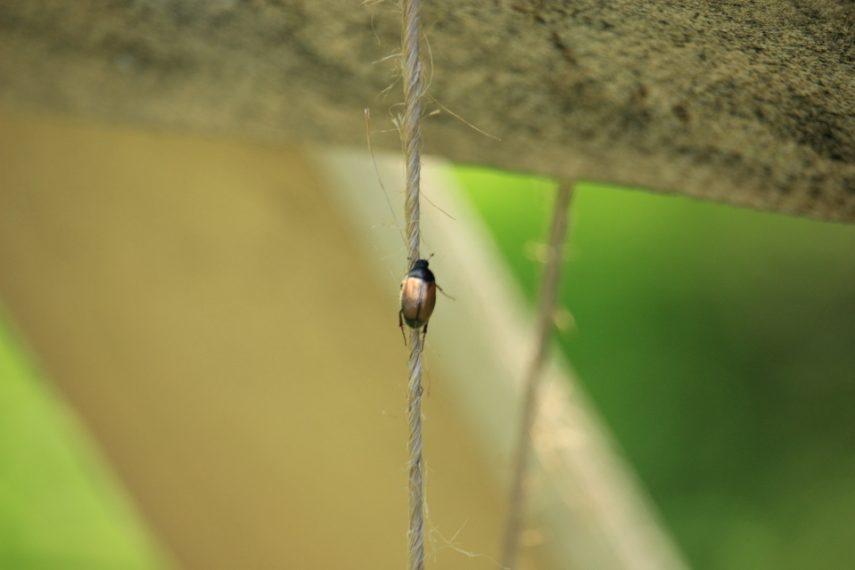 Omaloplia nigromarginata - szegélyes kiscserebogár
