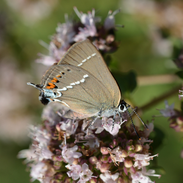 Satyrium spini - kökény-csücsköslepke