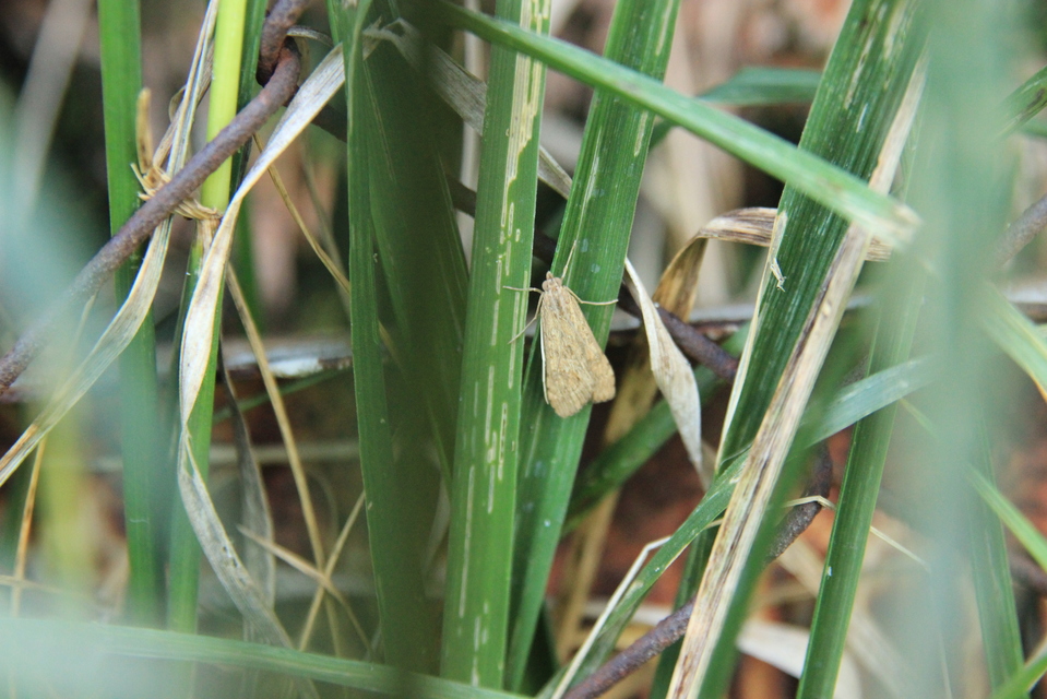 Nomophila noctuella - közönséges vándormoly