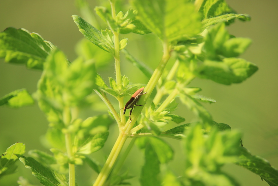 Lixus ochraceus - retek-dudvabarkó
