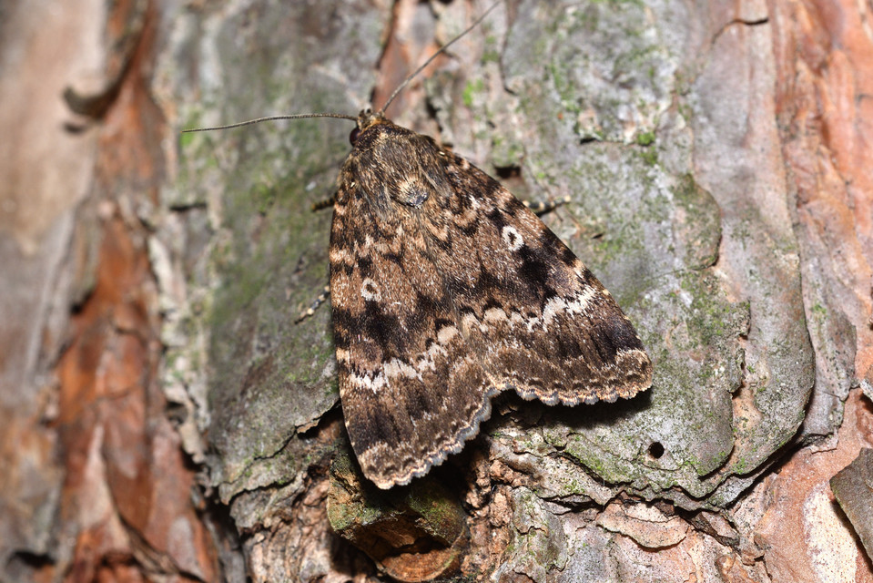 Amphipyra berbera/pyramidea