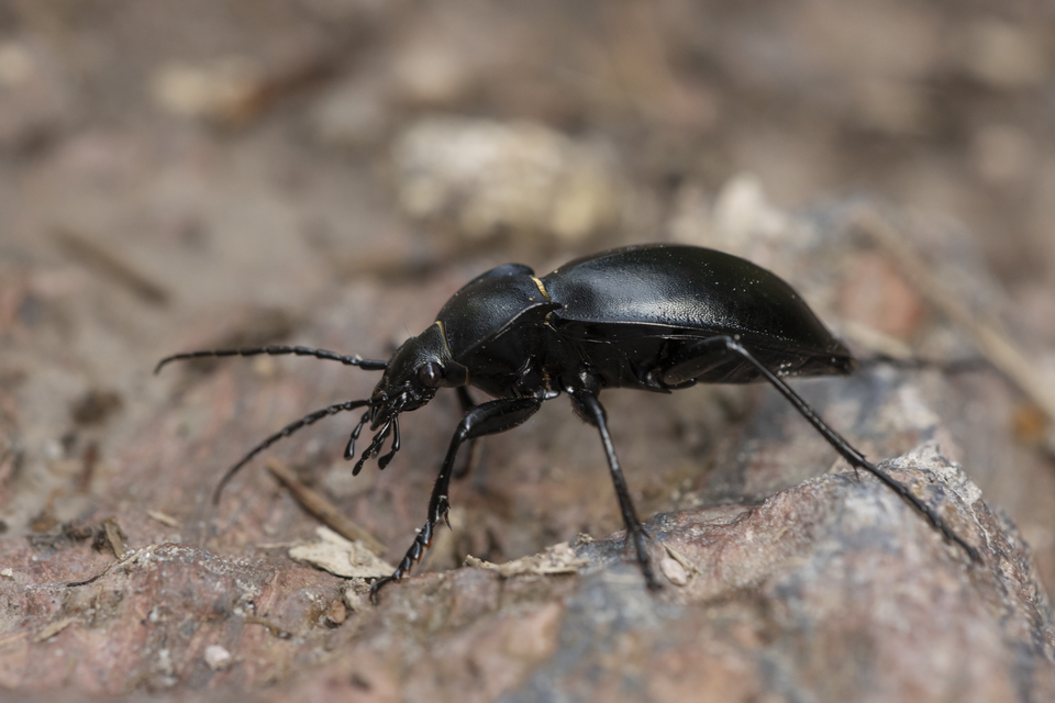 Carabus glabratus - domború futrinka Carabus glabratus - domború futrinka