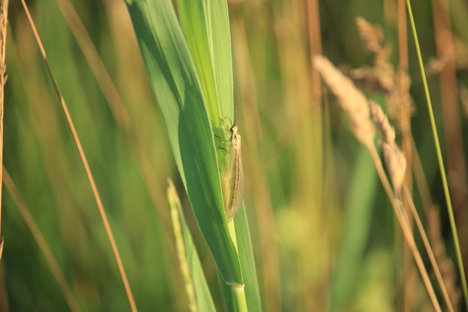 Myrmecaelurus trigrammus - hangyafarkas