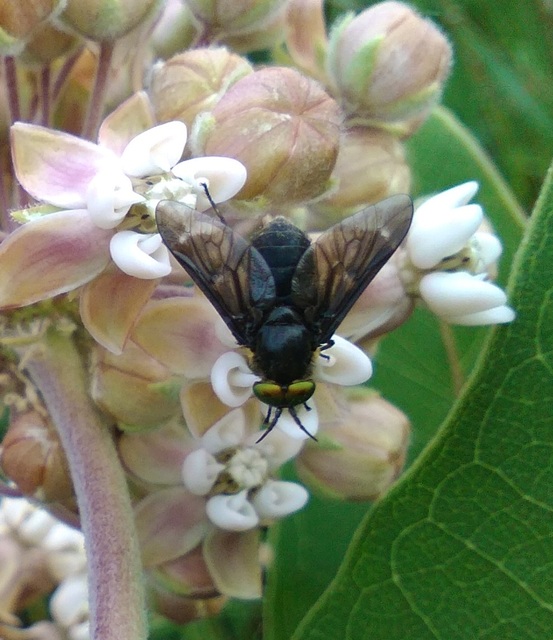Chrysops
