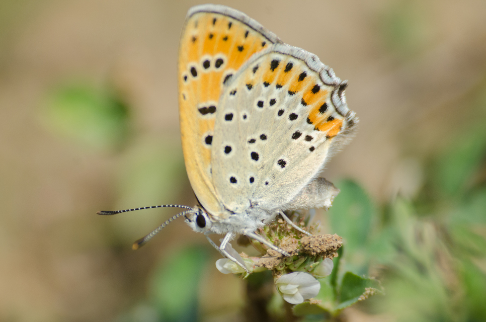 Lycaena thersamon - kis tűzlepke