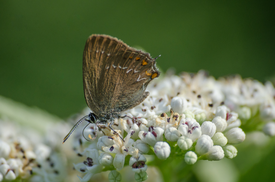 Satyrium ilicis - tölgyfa-csücsköslepke