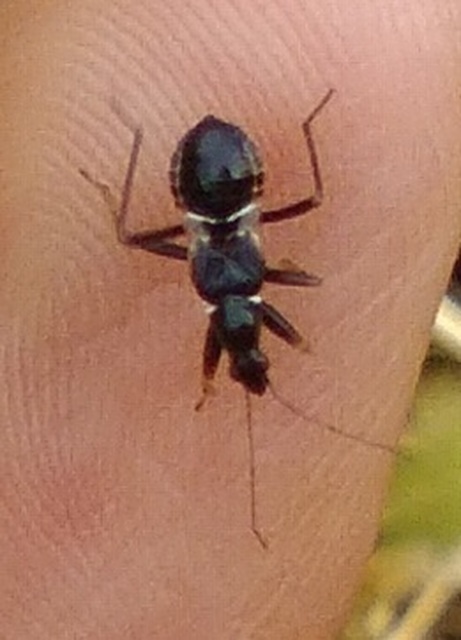 Himacerus mirmicoides - csalán-tolvajpoloska
