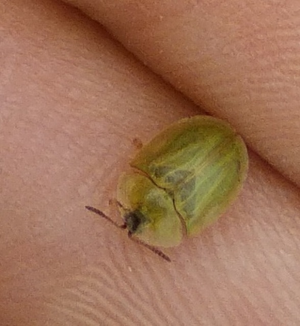 Cassida