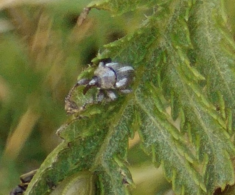 Tychius quinquepunctatus - borsó-tímárormányos