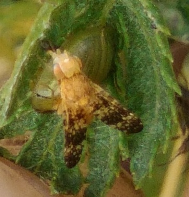 Tephritidae - fúrólégyfélék