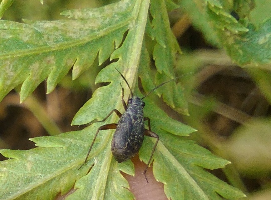 Orthocephalus vittipennis - hamvas ugrópoloska