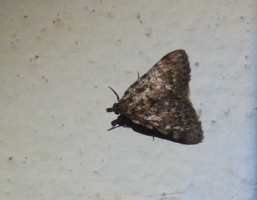 Aglossa pinguinalis - zsiradékmoly