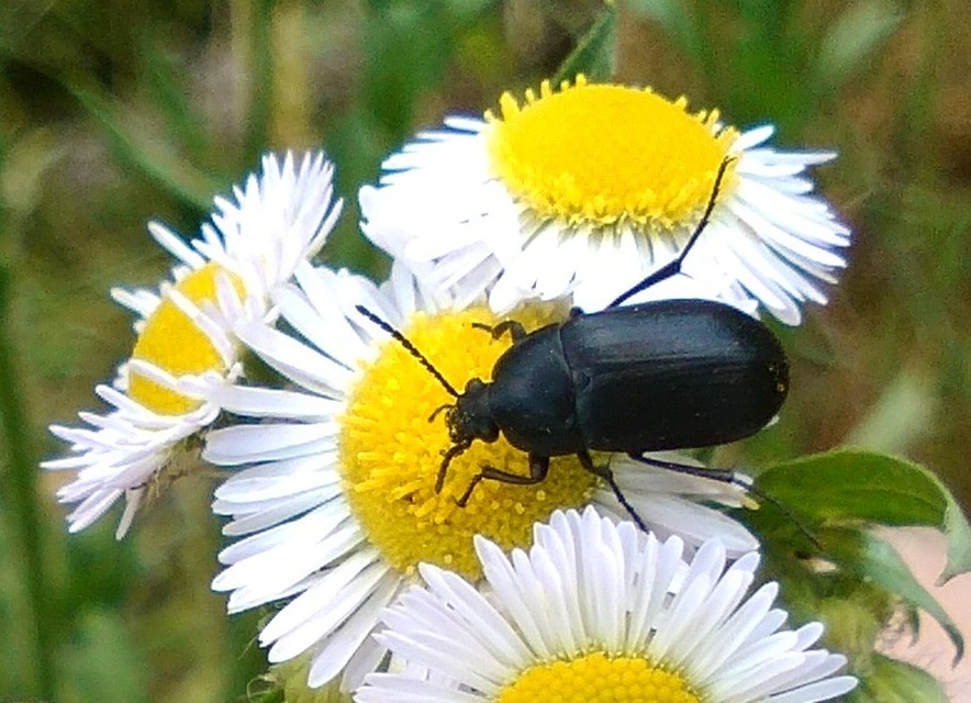 Podonta nigrita - szerecsenbogár