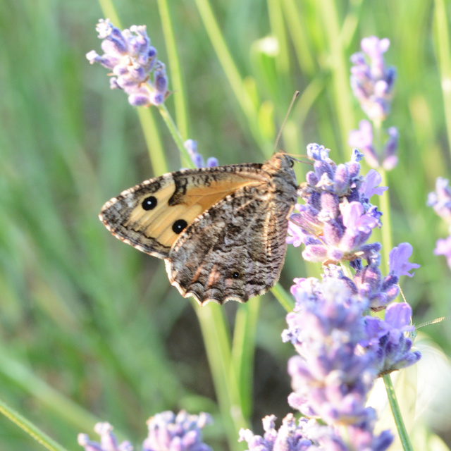 Hipparchia semele - barna szemeslepke