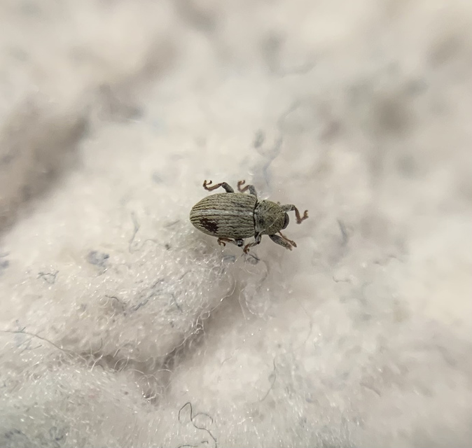 Tychius meliloti - nagyfogú tímárormányos