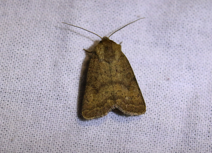 Hoplodrina octogenaria - barna selymesbagoly