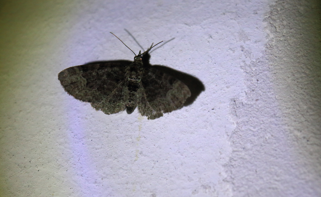 Pasiphila rectangulata - almavirág-araszoló