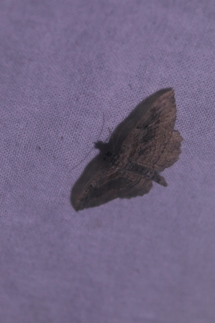 Philereme transversata - varjútövis-araszoló