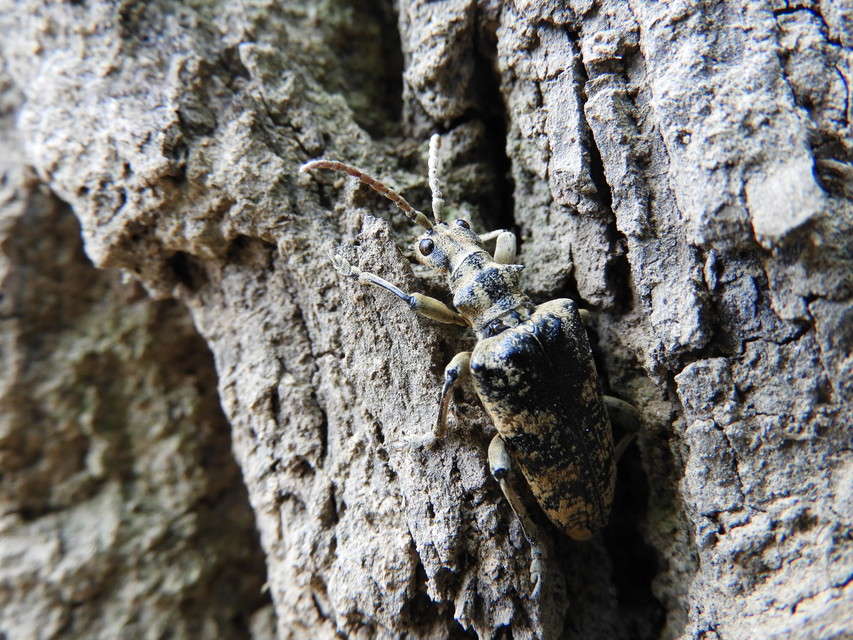 Rhagium sycophanta - tölgyes-tövisescincér