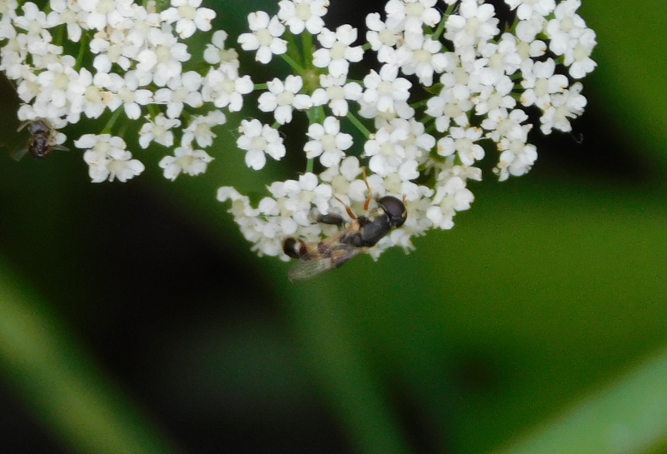 Syritta pipiens - zizegő comboslégy
