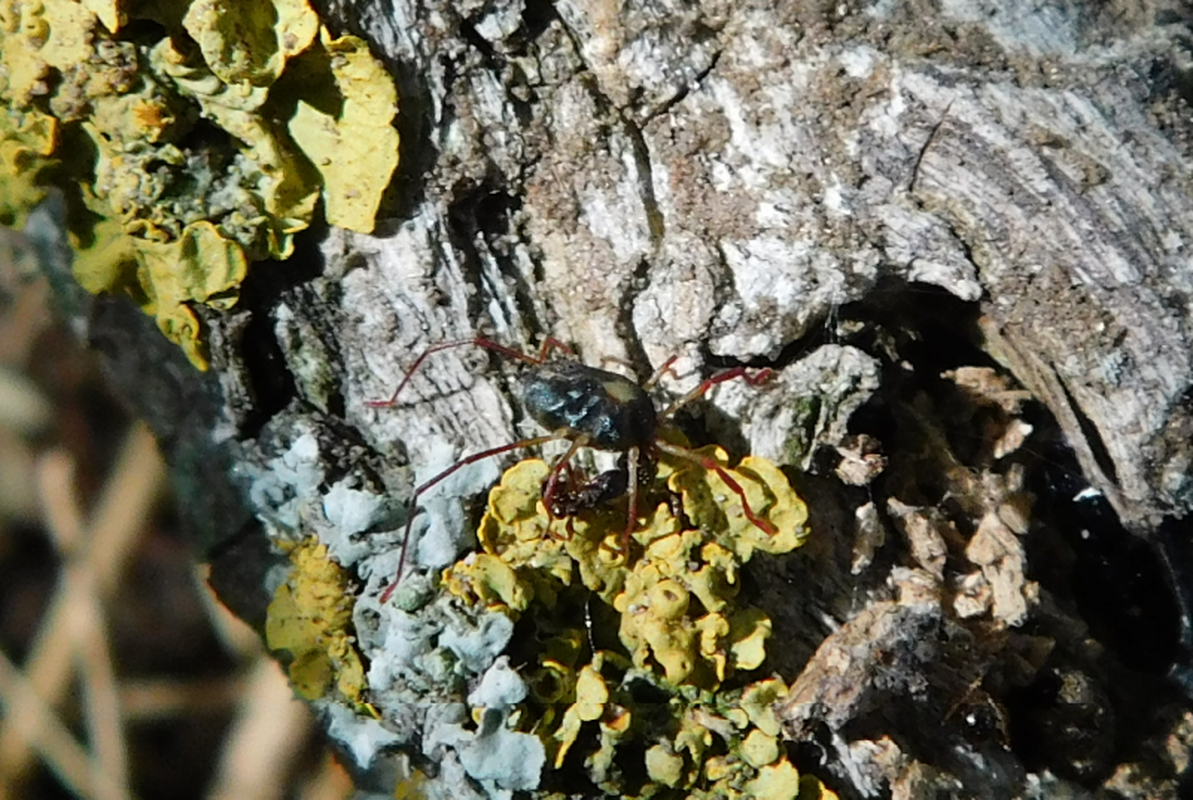 Erythraeus phalangioides
