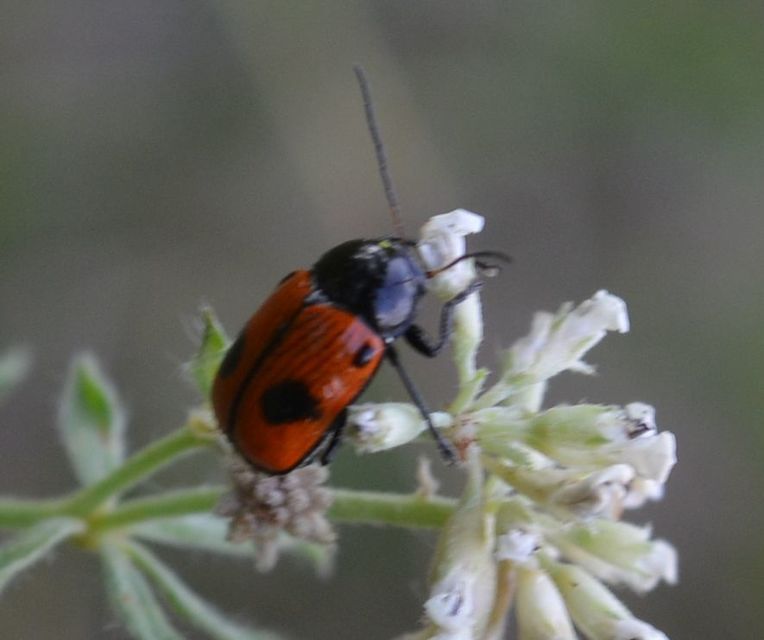 Cryptocephalus bipunctatus - kétpettyes zömökbogár