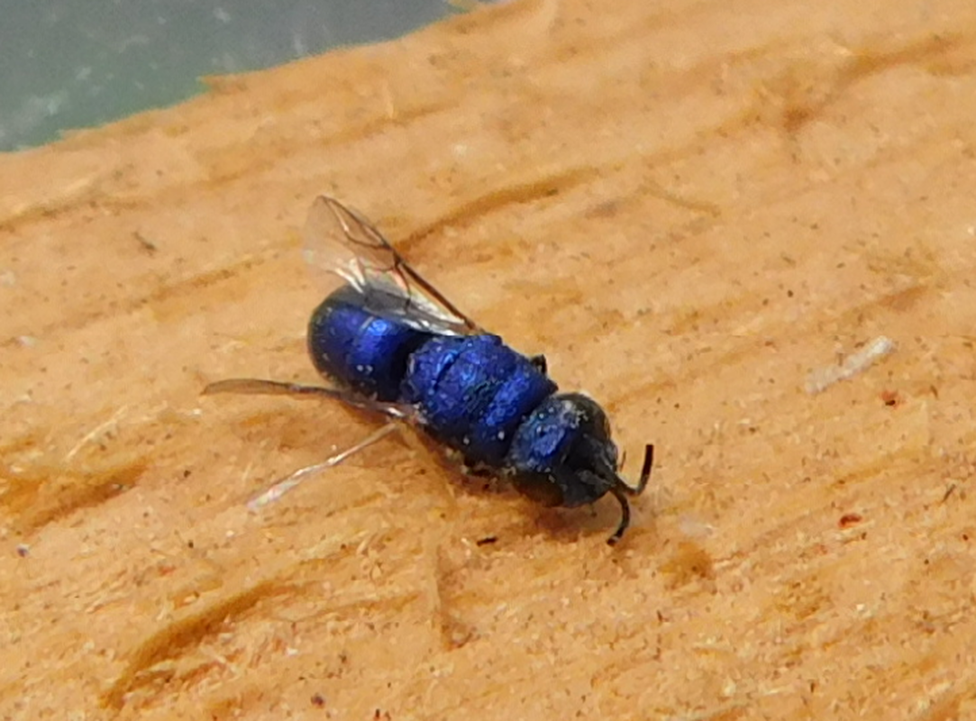 Chrysis indigotea