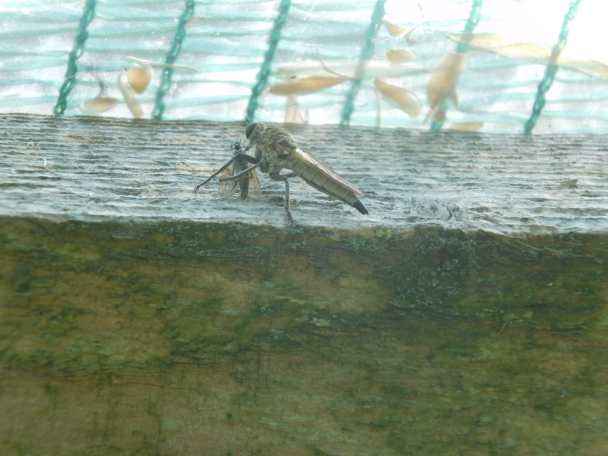 Philonicus albiceps