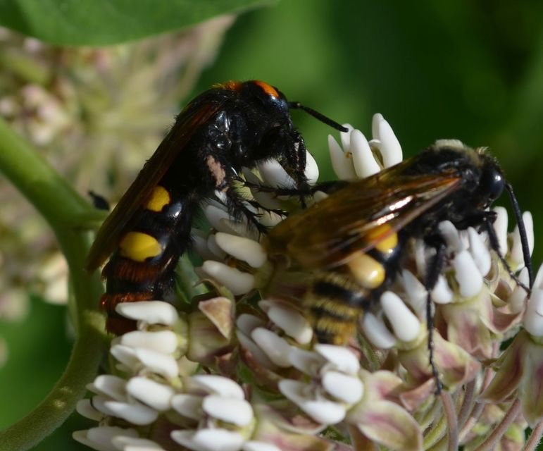 Megascolia maculata - óriás-tőrösdarázs