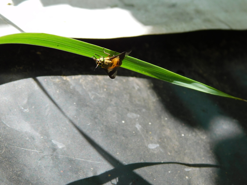 Chrysops viduatus - egyfoltos pőcsik
