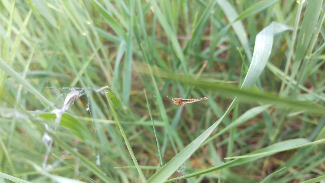 Uloborus walckenaerius - derespók