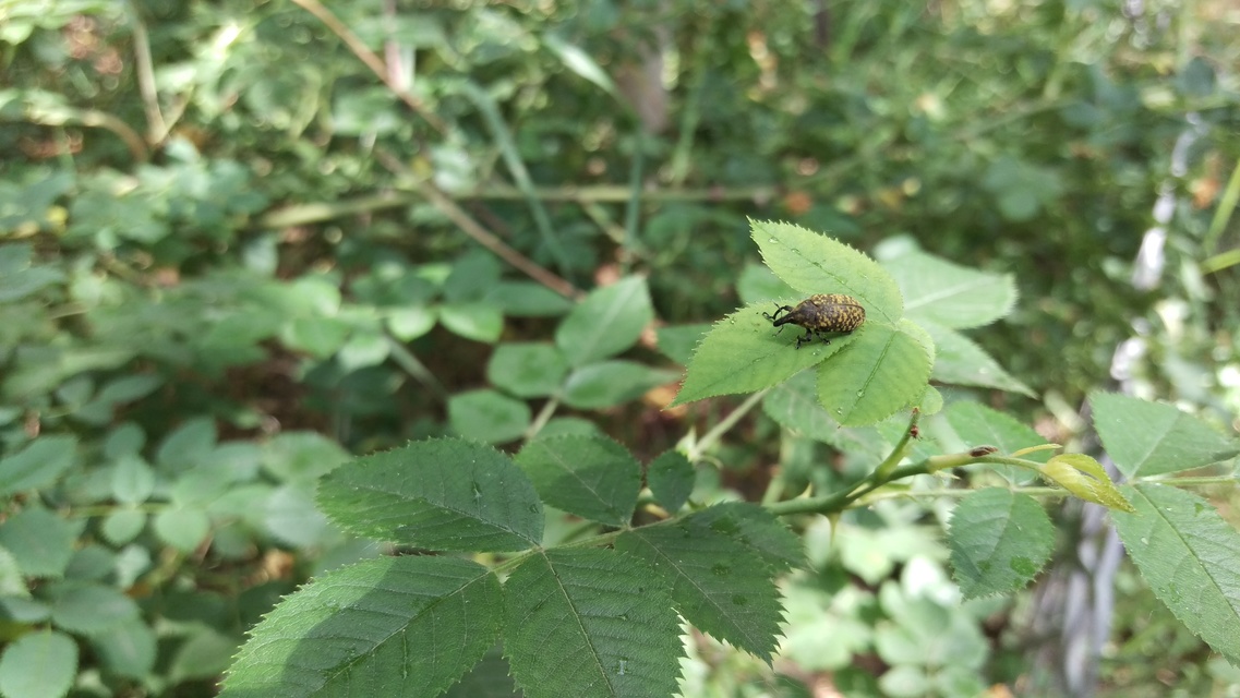 Larinus sturnus - aszat-púderbarkó