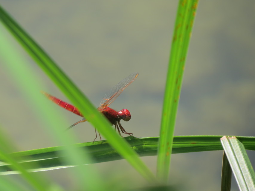 Crocothemis erythraea - skarlát szitakötő