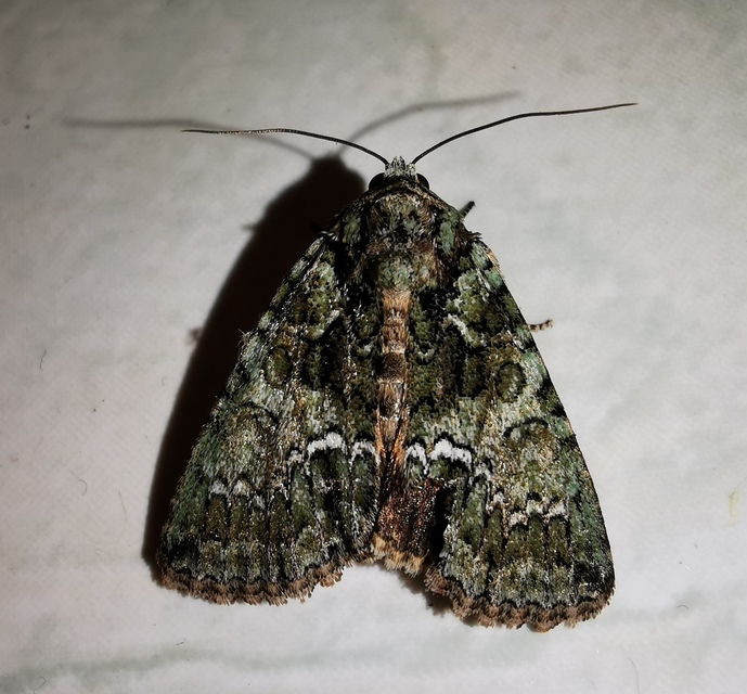 Polyphaenis sericata - selyemfényű erdeibagoly